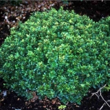 Žutika thunberg kobalt (kobold): opis